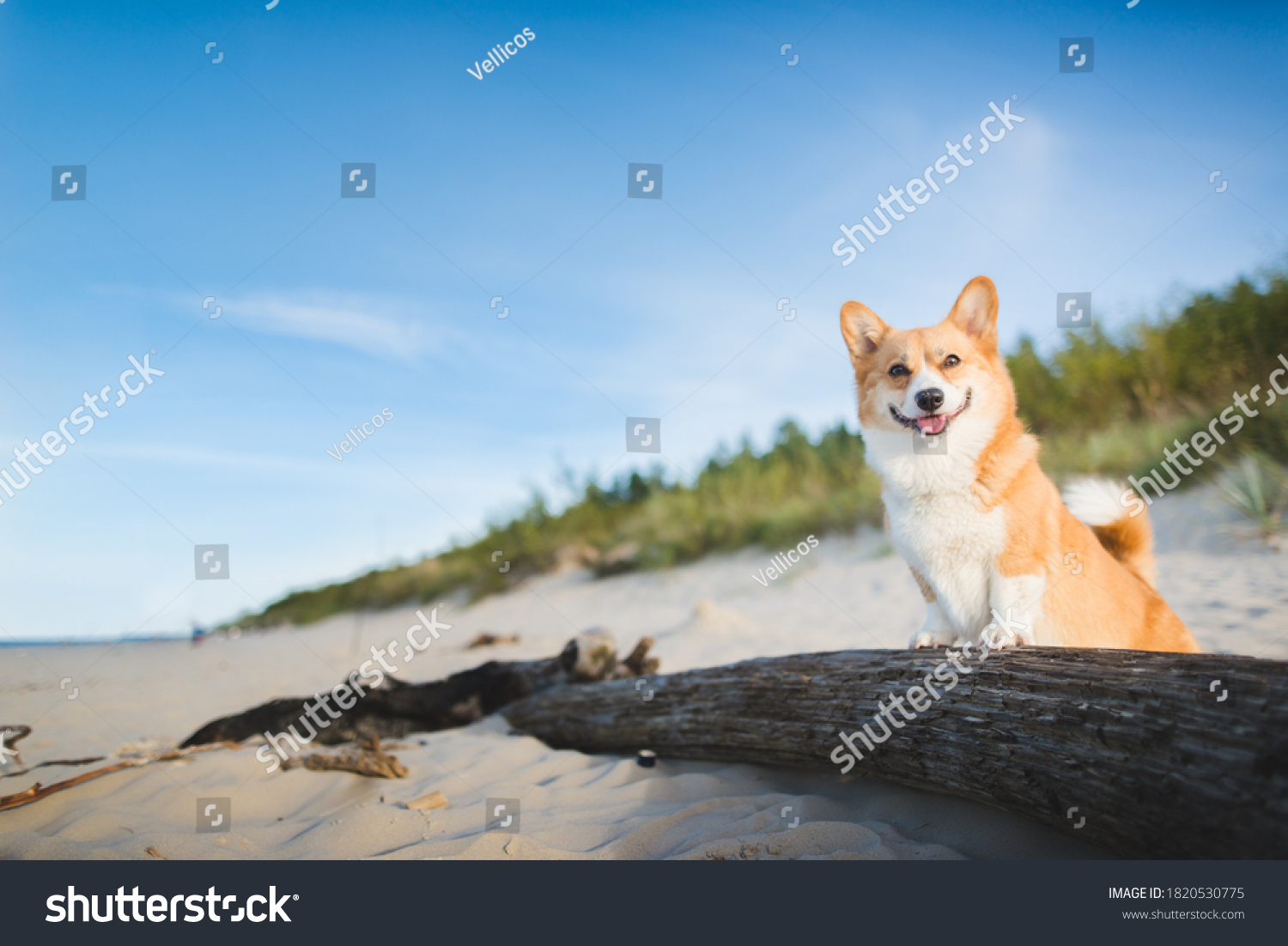 Happy welsh corgi pembroke dog at a beach