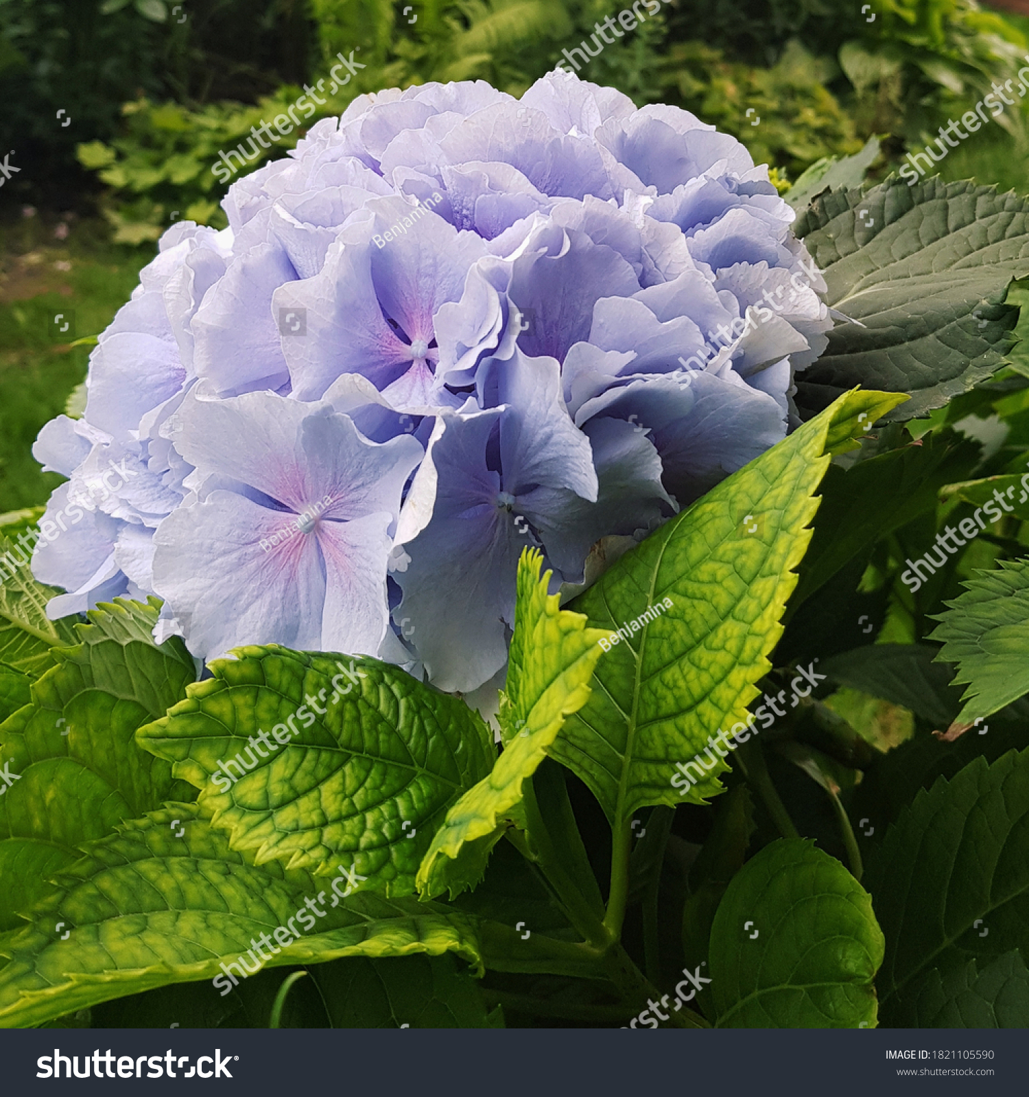 delicate blue deciduous wedding hydrangea in a green garden