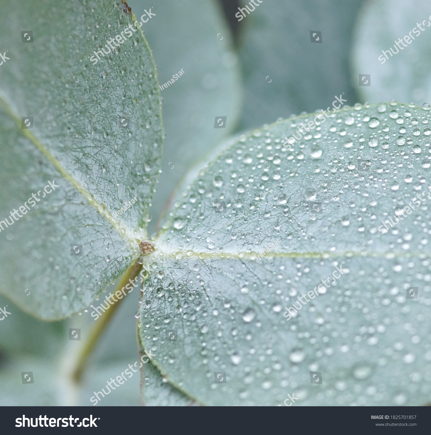 Green eucalyptus leaf with macro water drops texture .Plant background. pastel color. Poster