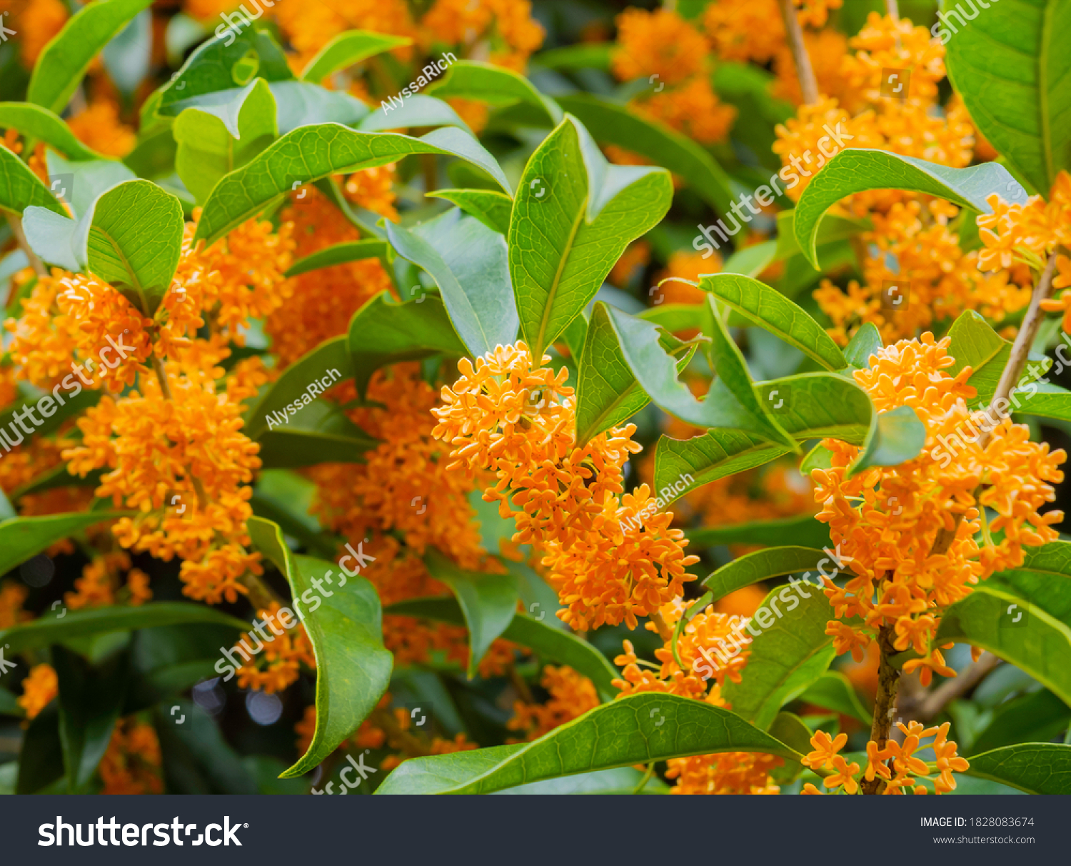 Blurred photo of Yellow flowers of Sweet Osmanthus Osmanthus fragrans var. aurantiacus - are blooming in the garden at Japan.