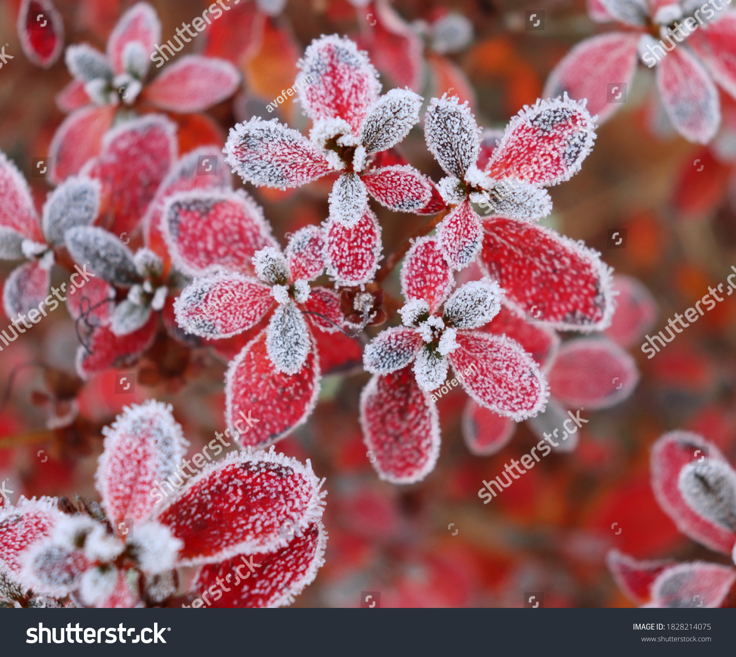 Frozen azalea with red leaves The first frosts cold weather frozen water frost and hoarfrost. Macro shot. Early winter. Blurred background.