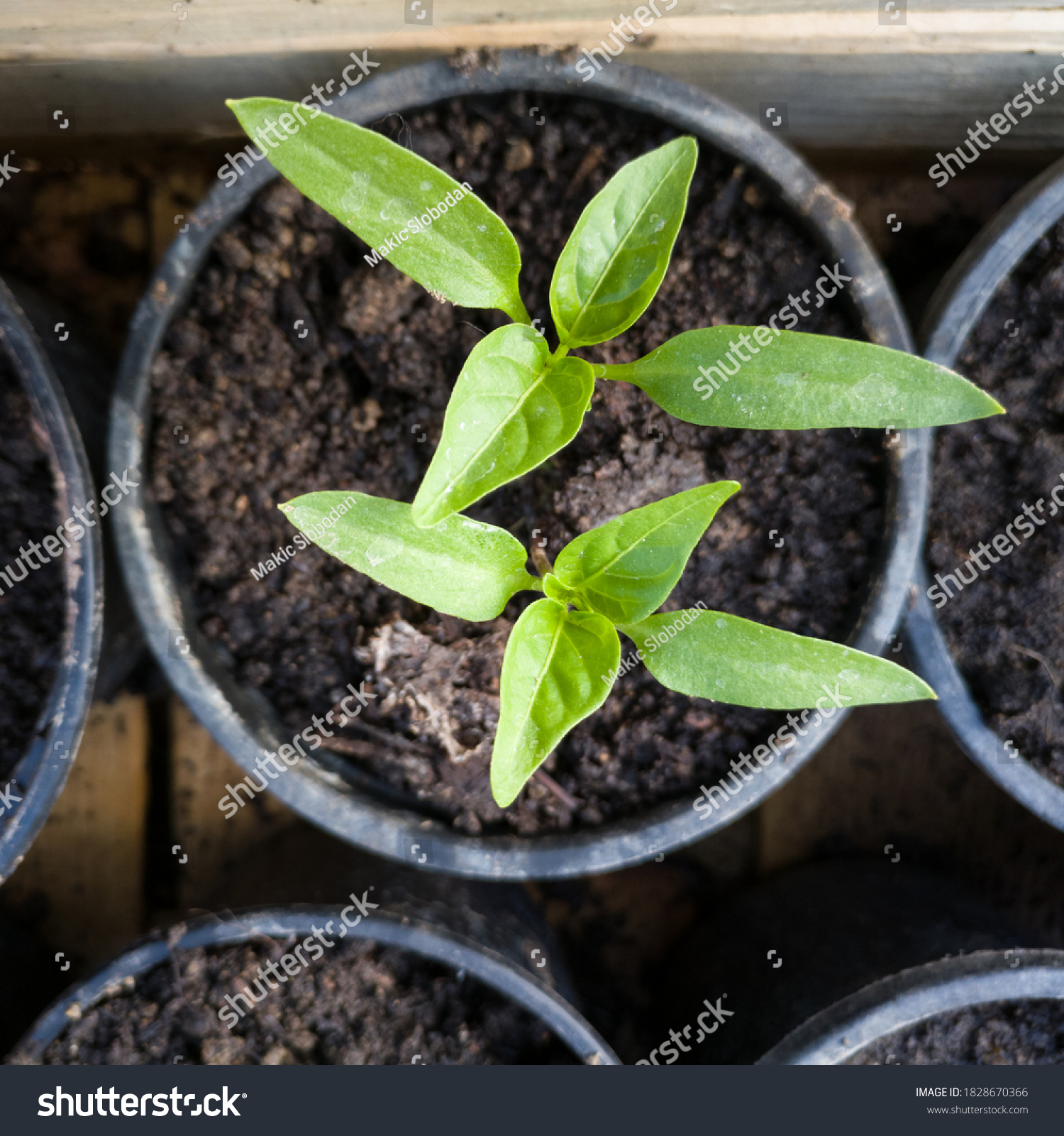 seedlingstage