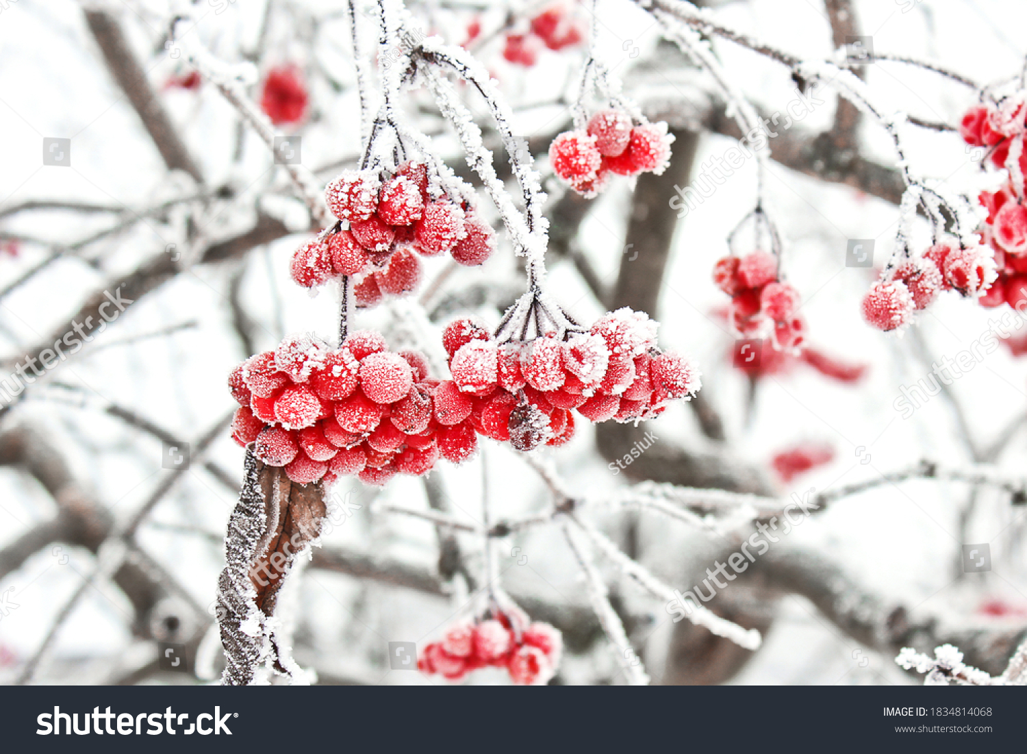 Winter Frozen Viburnum Under Snow. Viburnum In The Snow. First snow. Beautiful winter.