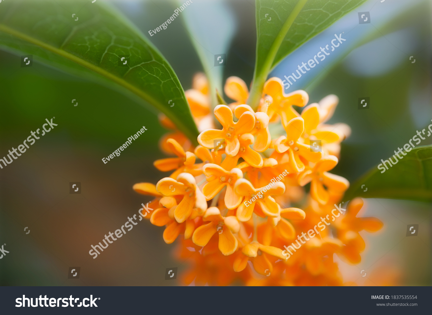 Flowers of osmanthus fragrans blooming in garden