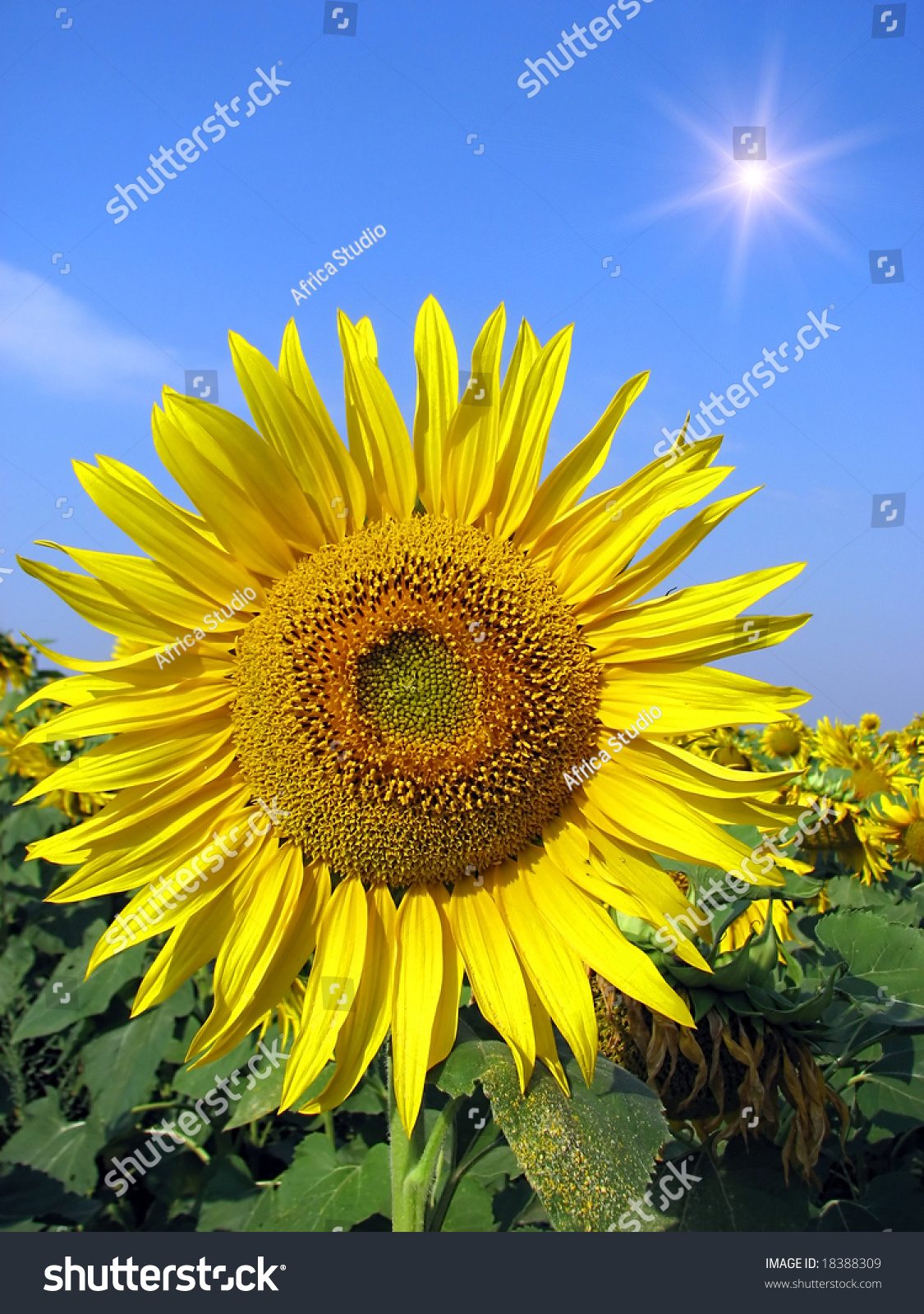 d.sunlogin，dsunlogincom