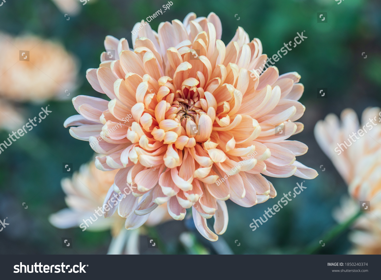 Beautiful pink chrysanthemums close up in autumn Sunny day in the garden. Autumn flowers. Flower head