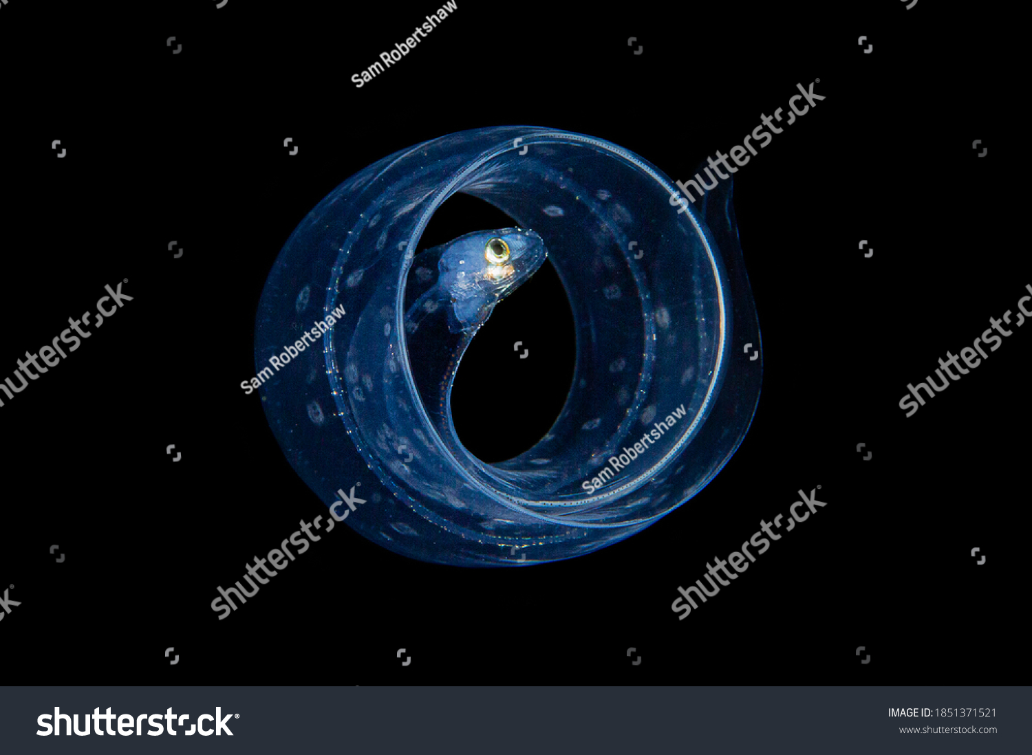 Eel Blackwater Diving Underwater Photo