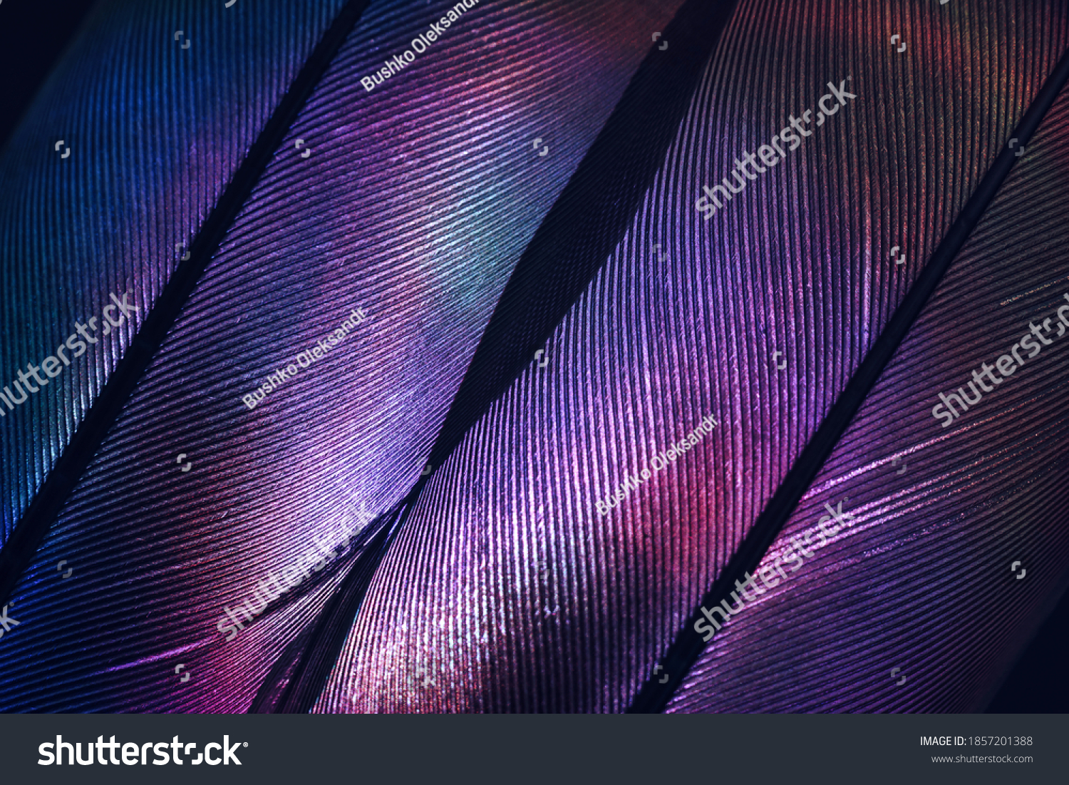 Bird feather purple colored light. Beautiful background pattern texture for design. Macro photography view.