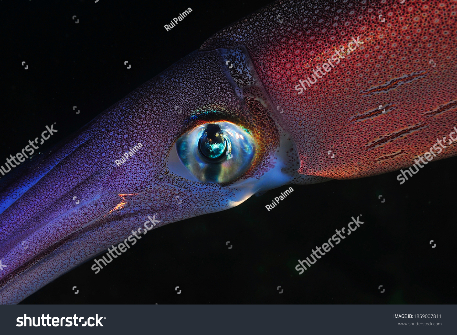 Atlantic ocean squid macro photo