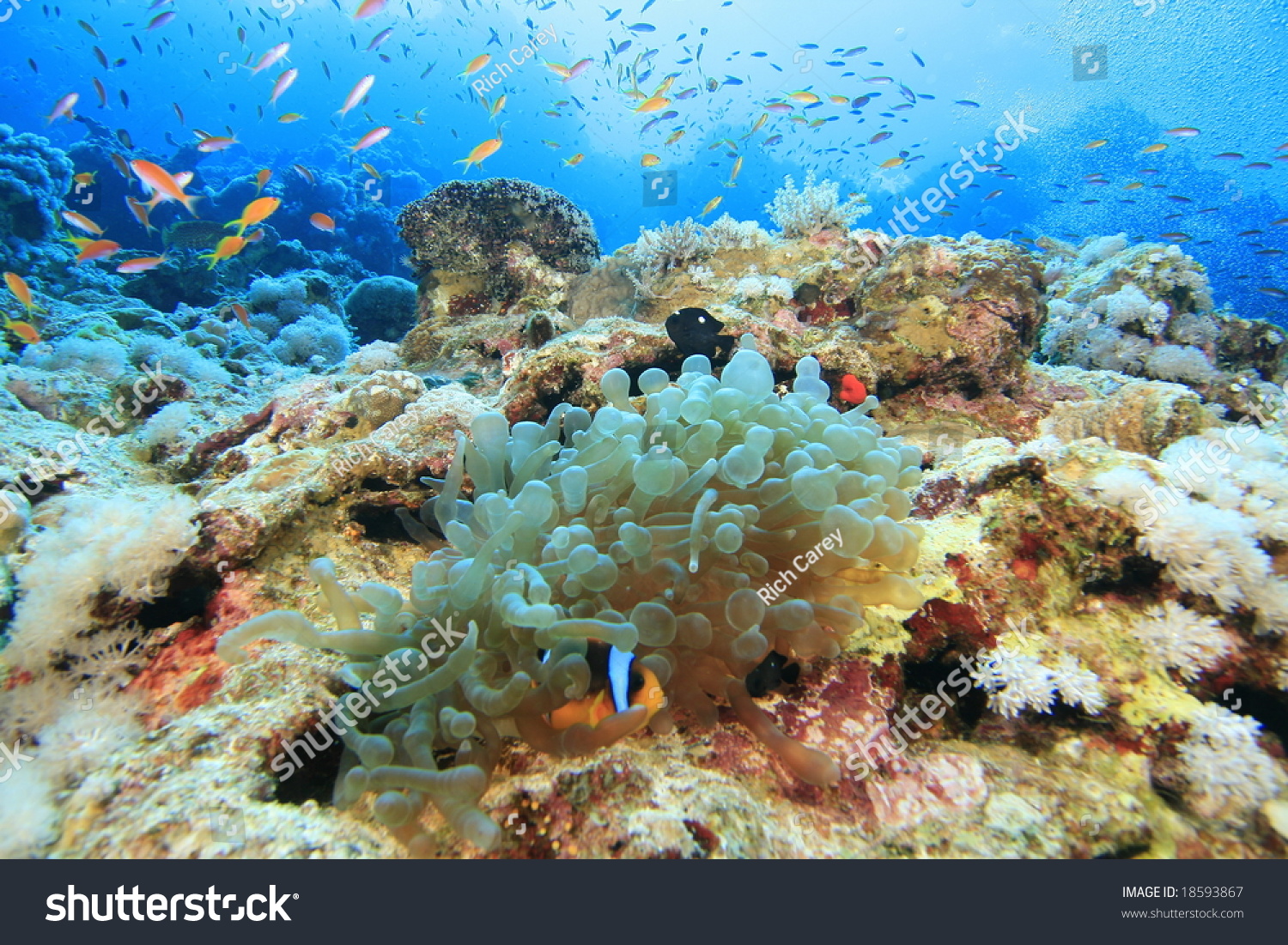 Anemone and anthias on a wall at the Blue Hole  Dahab  Red Sea