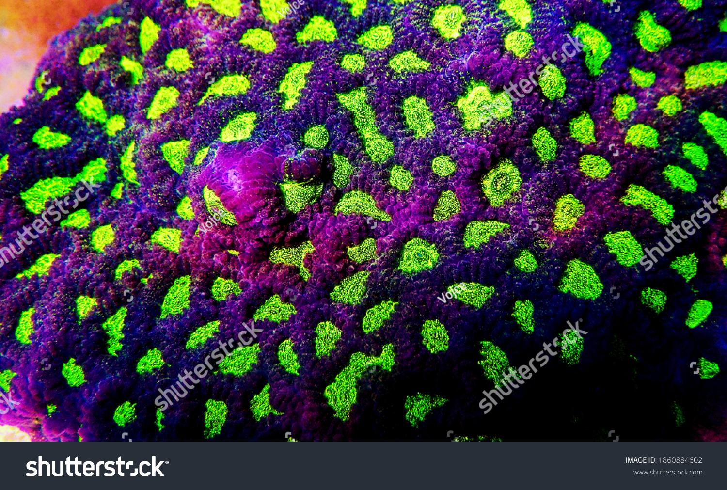 Macro shot on Favia LPS coral Polyps