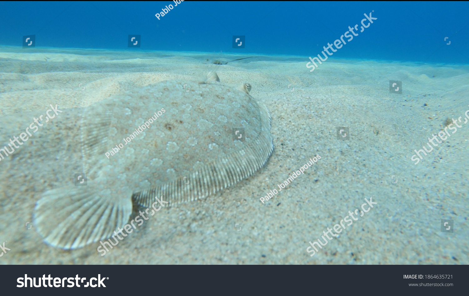 Alive sole fish swimming on a sandy surface underwater in Ikaria	