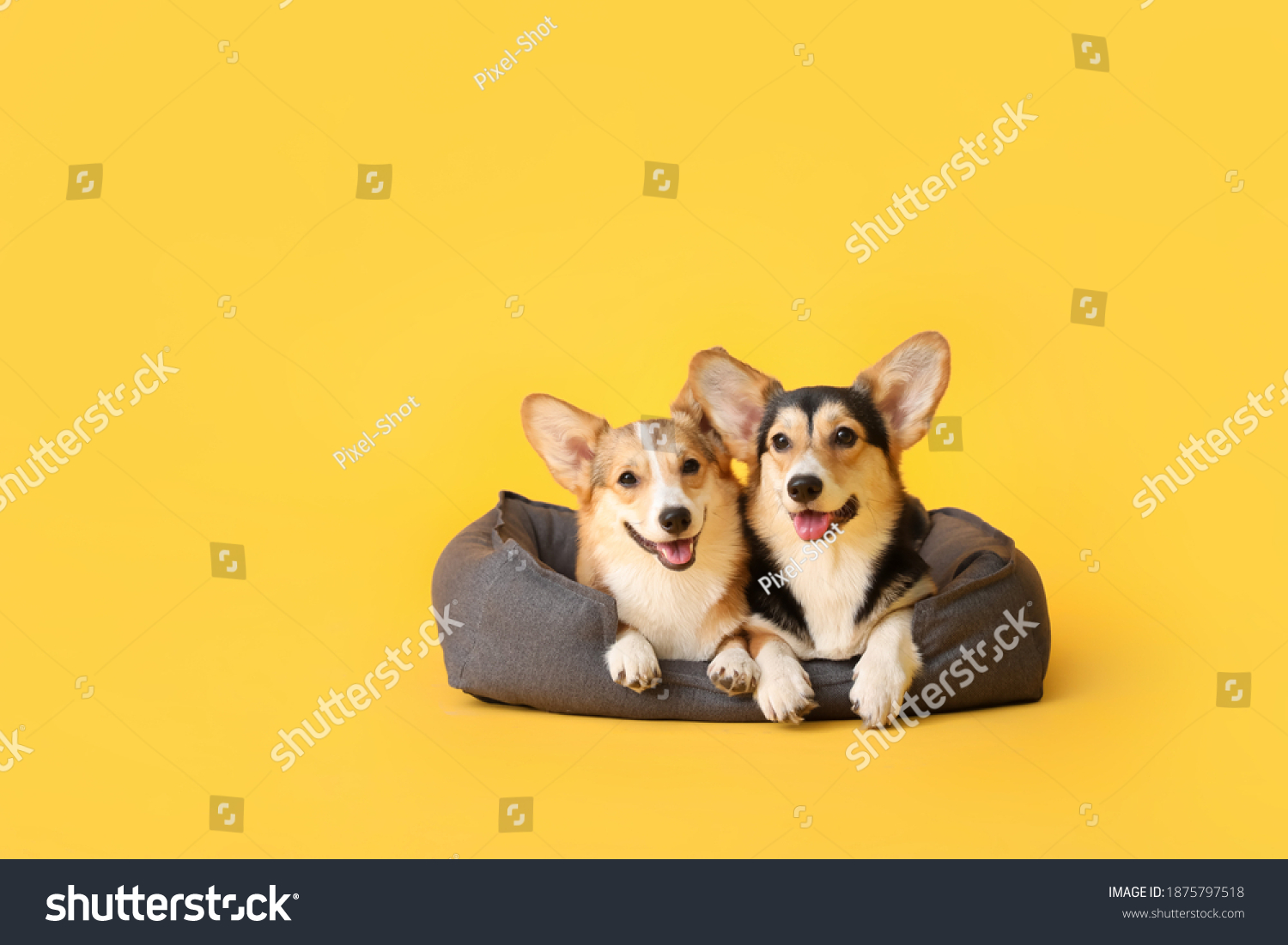 Cute corgi dogs with pet bed on color background