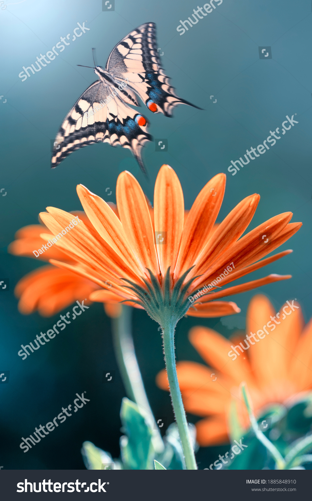 Macro shots Beautiful nature scene. Closeup beautiful butterfly sitting on the flower in a summer garden.