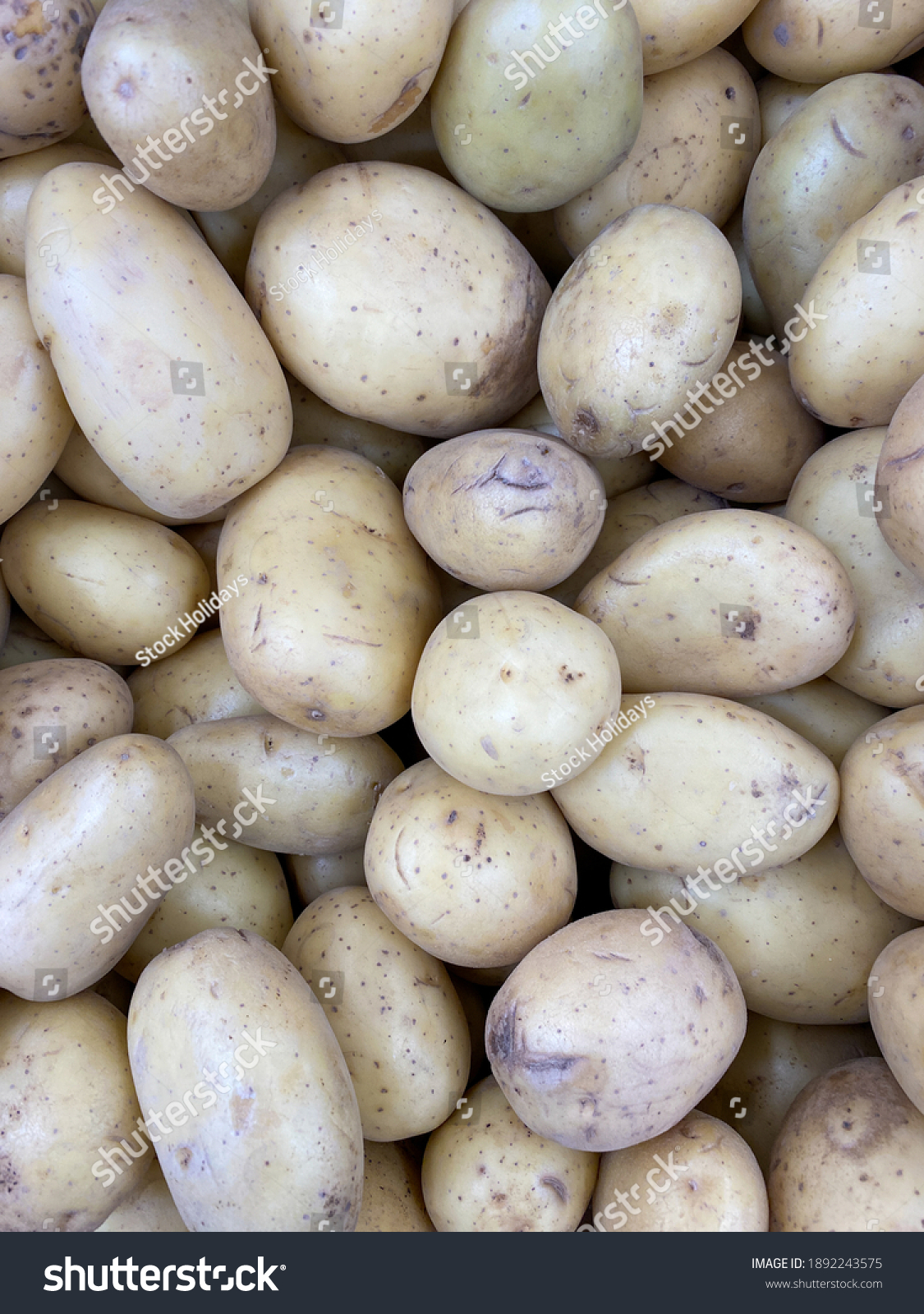 stack pile group of new fresh potatoes at a organic farmers