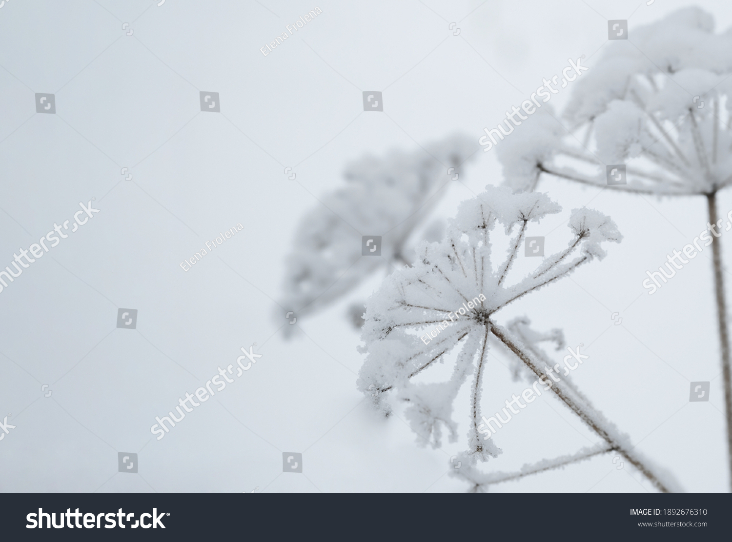 Snow-covered reeds against the blue sky. Hoarfrost plant