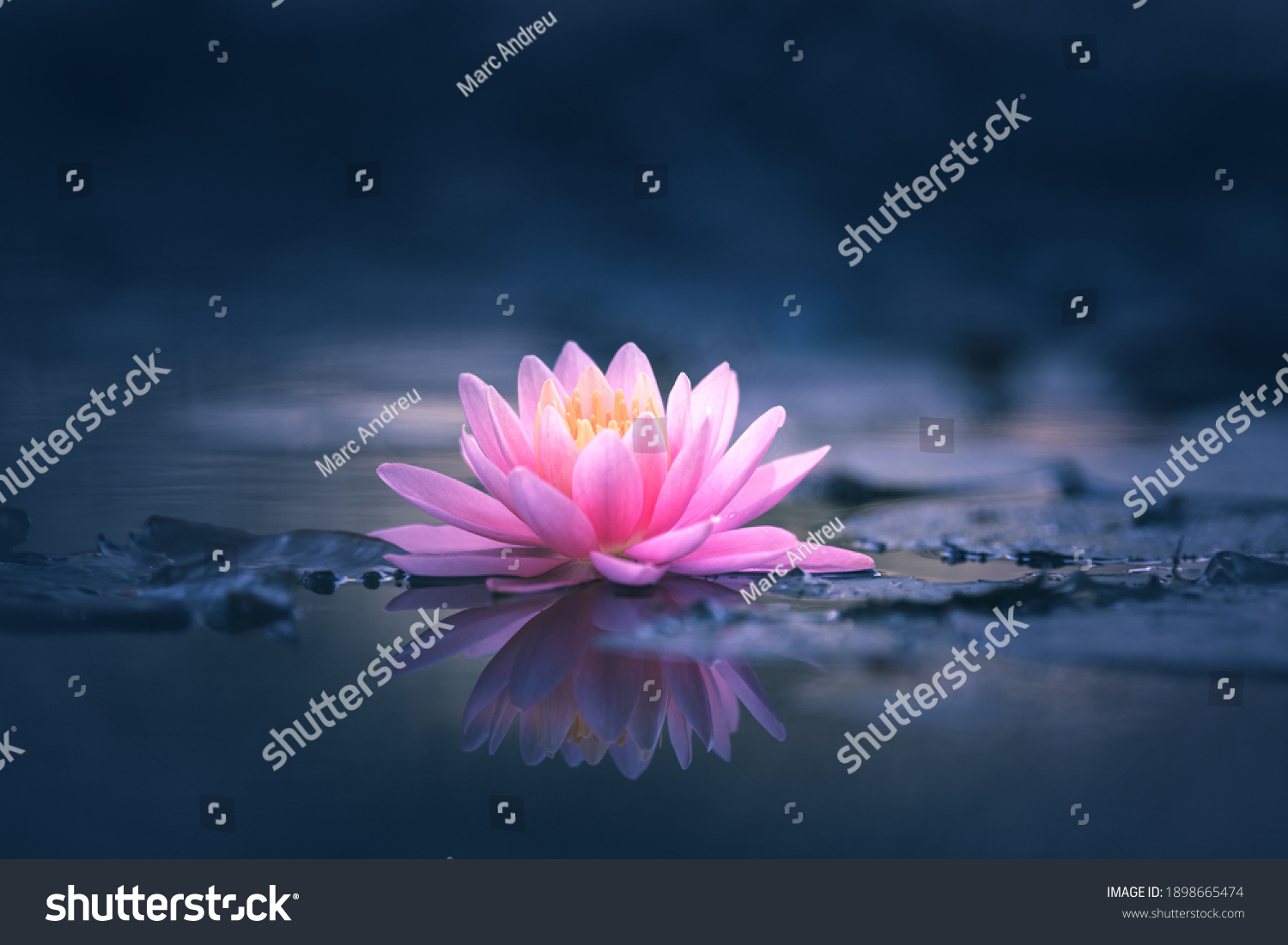 Pink Lotus Flower Or Water Lily Floating On The Water 