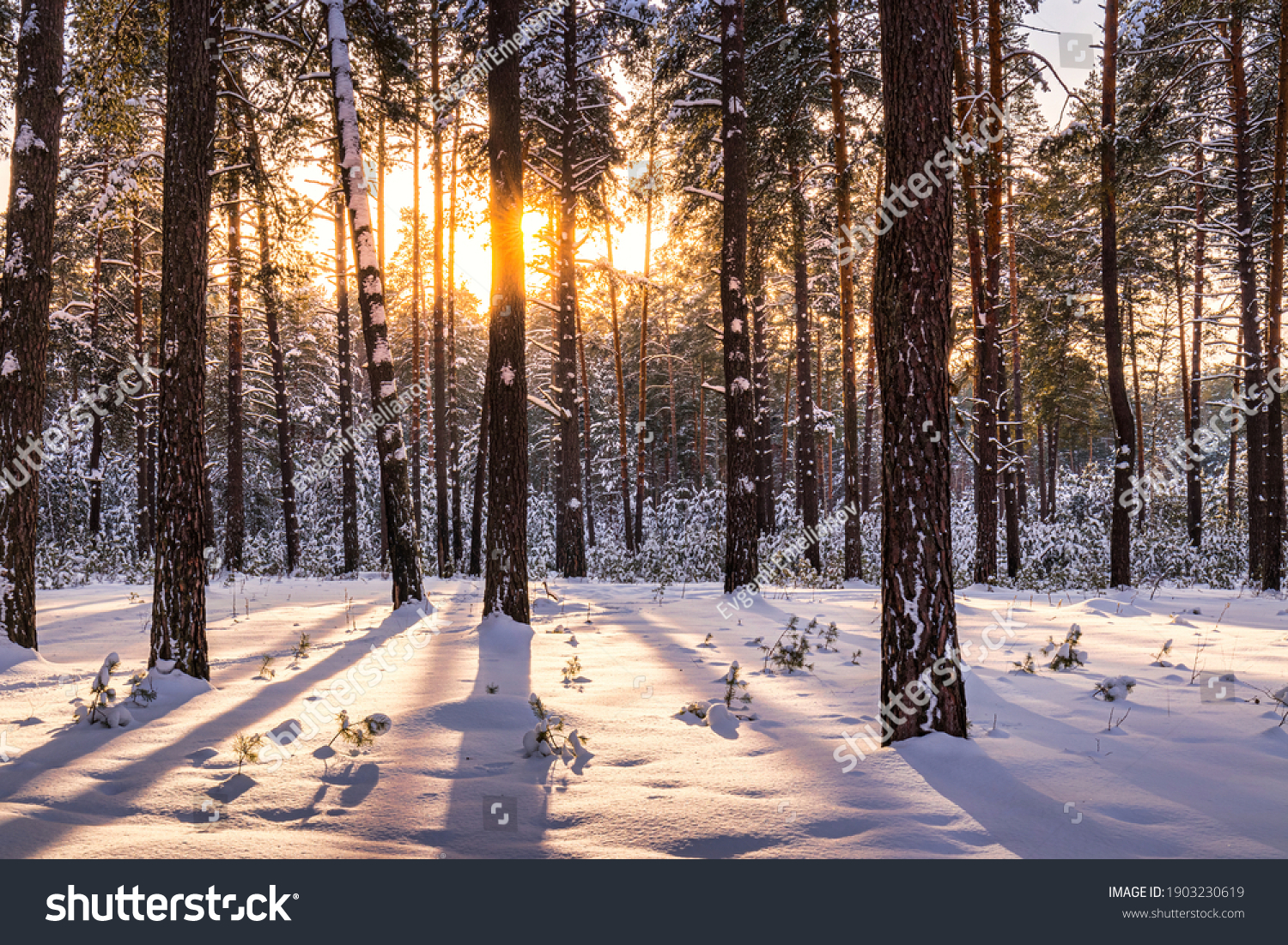 Sunset or sunrise in the winter pine forest covered with a snow. Sunbeams shining through the pine trunks.