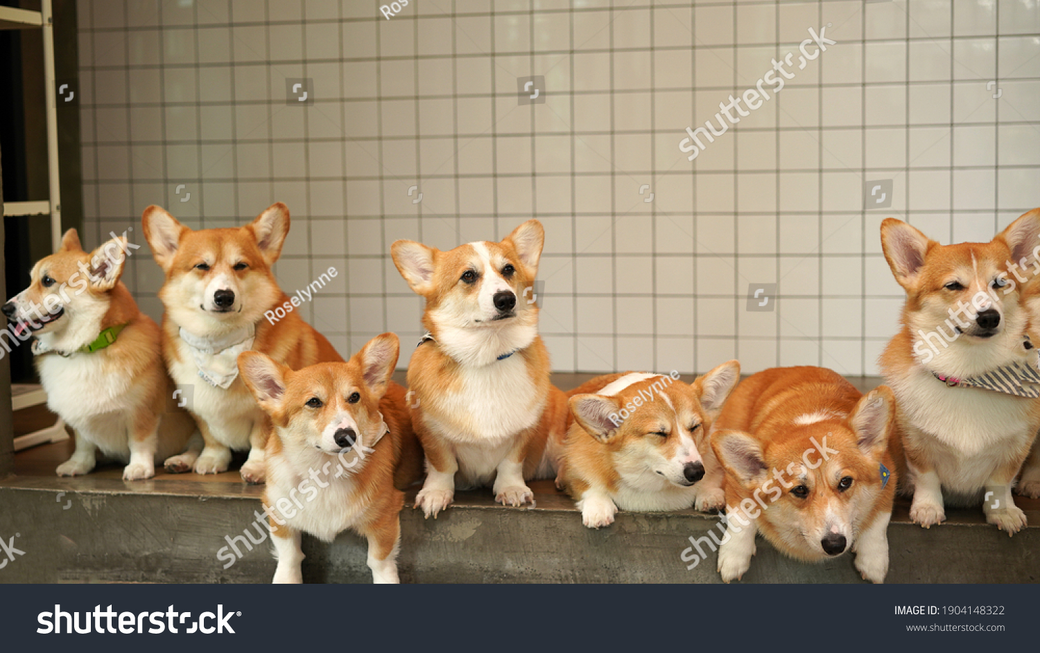 预览