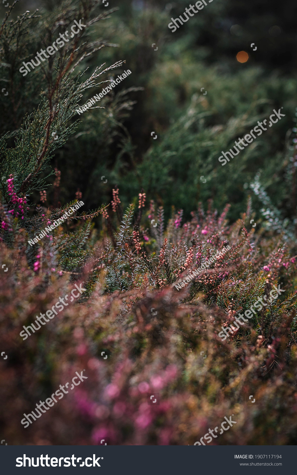 Field of beautiful blooming colorful heather 