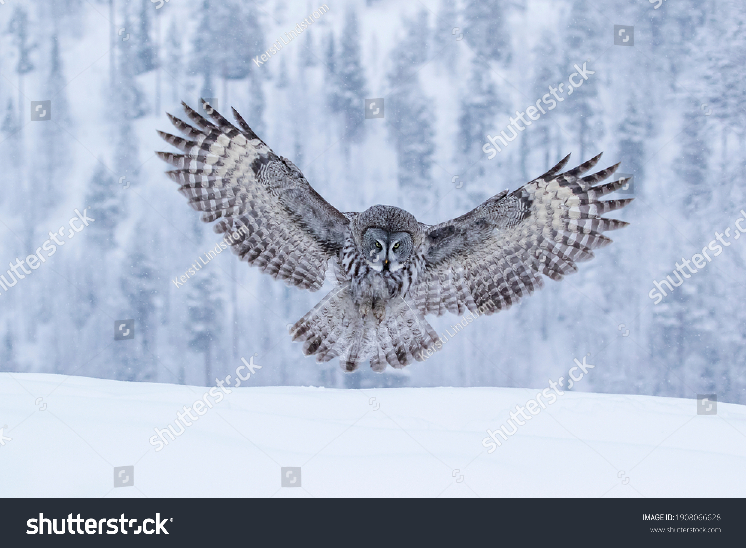 Powerful bird of prey  Great Grey Owl  Strix nebulosa landing with spread wings hunting for its prey in Finnish taiga forest