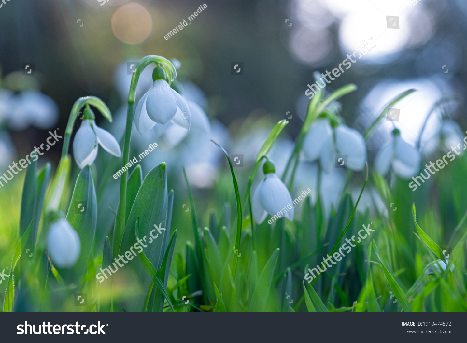 Beautiful snowdrop flowers (Galanthus nivalis) at spring.
Beautiful nature background for seasonal cards blogs and web design. Selective focus.