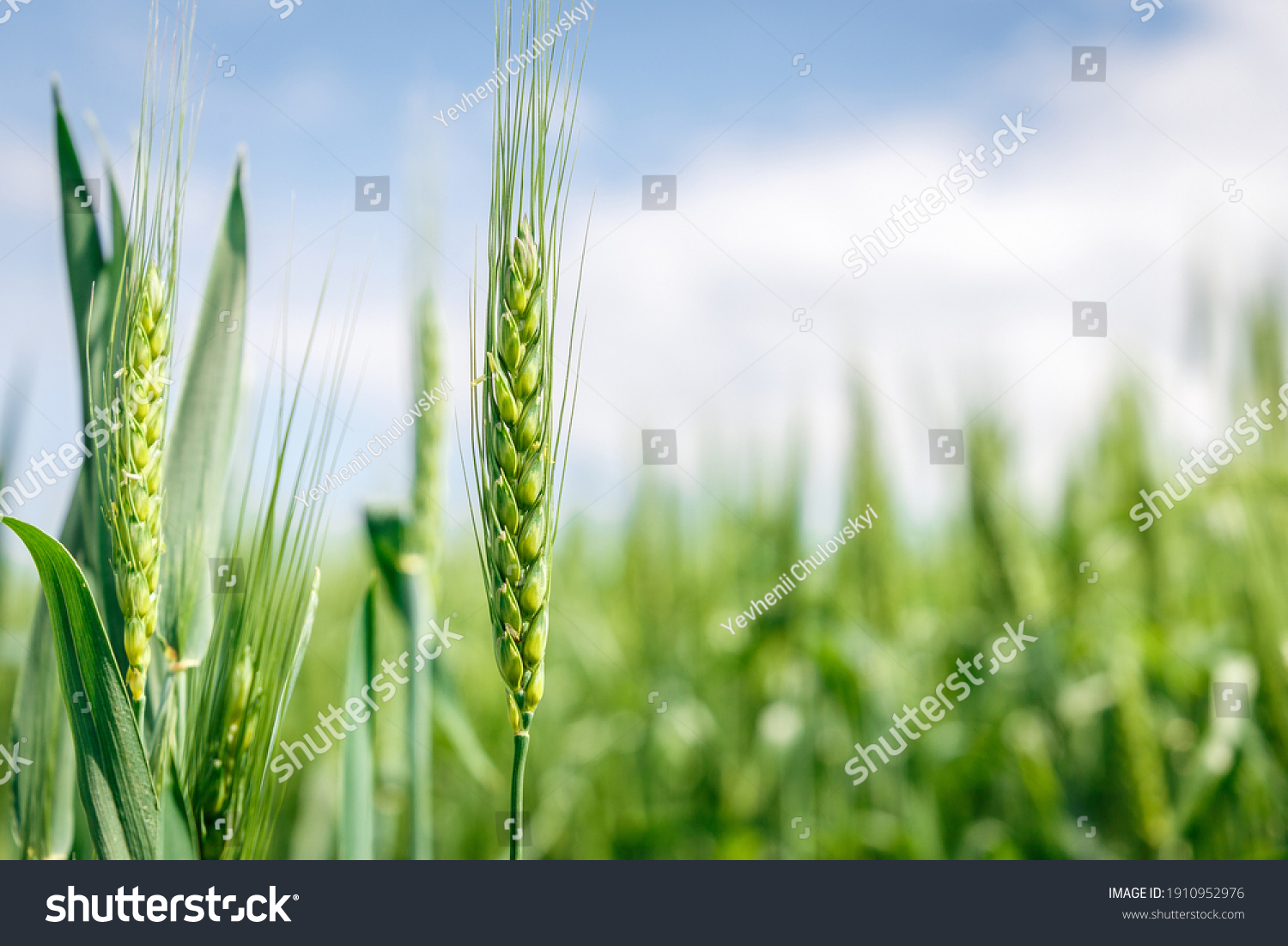 Wheat field image. View on fresh ears of young green wheat and on nature in spring summer field close-up. With free space for text on a soft blurry sky background