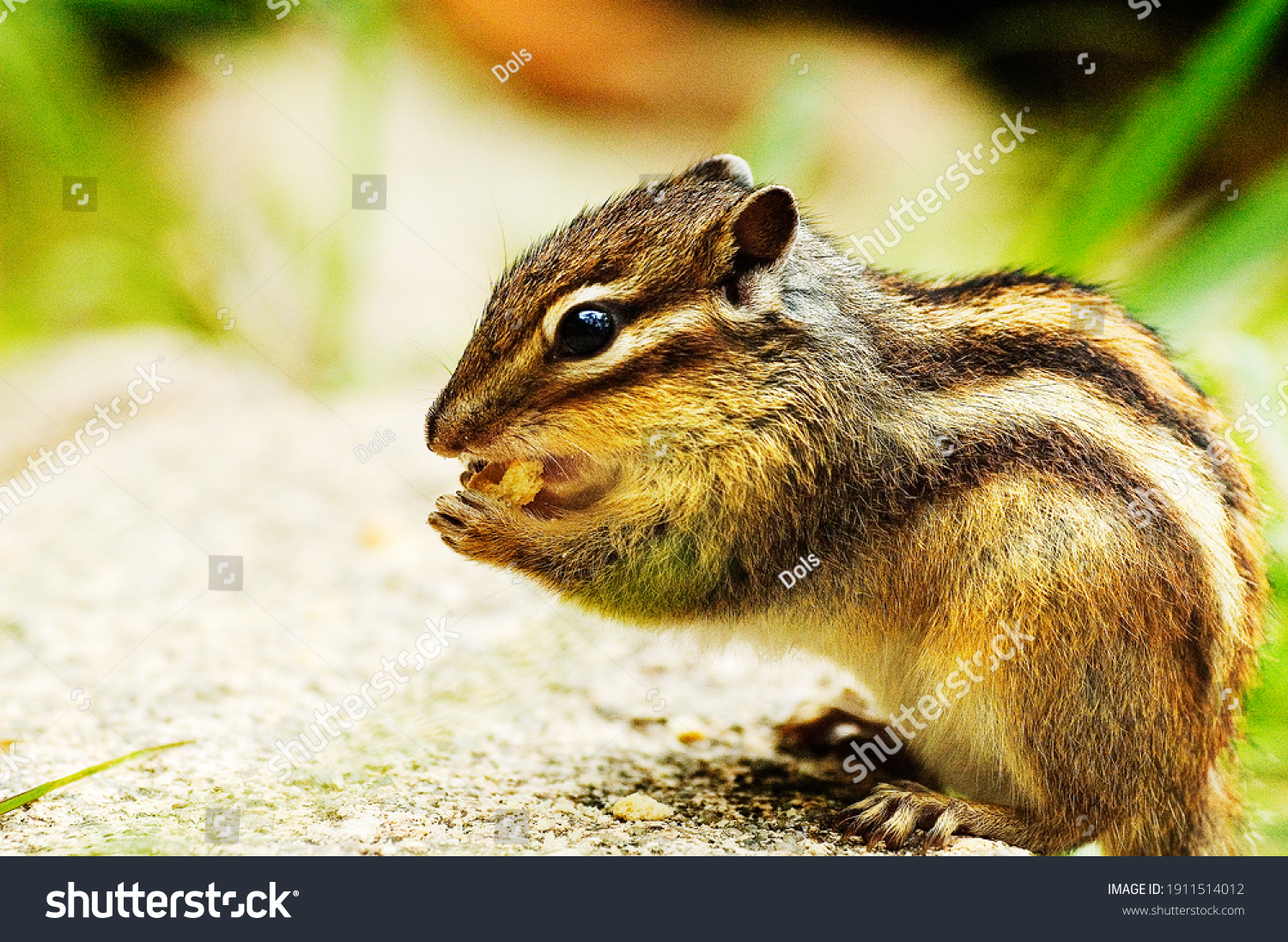 squirrelmail,squirrelmail下载文件到电脑 squirrelmail,squirrelmail下载文件到电脑