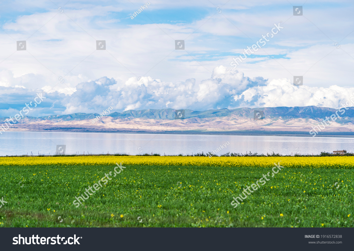 beautiful landscape in qinghai lake:cole flower 