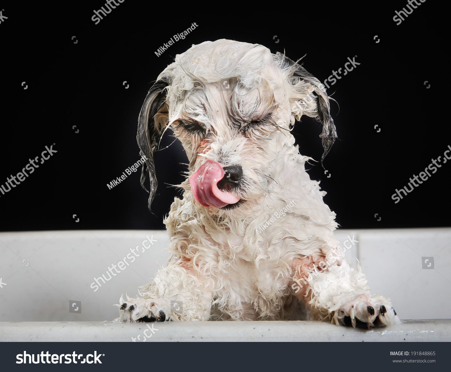 Studio shot of purebred Bichon Havanais dog during grooming session at dog salon.