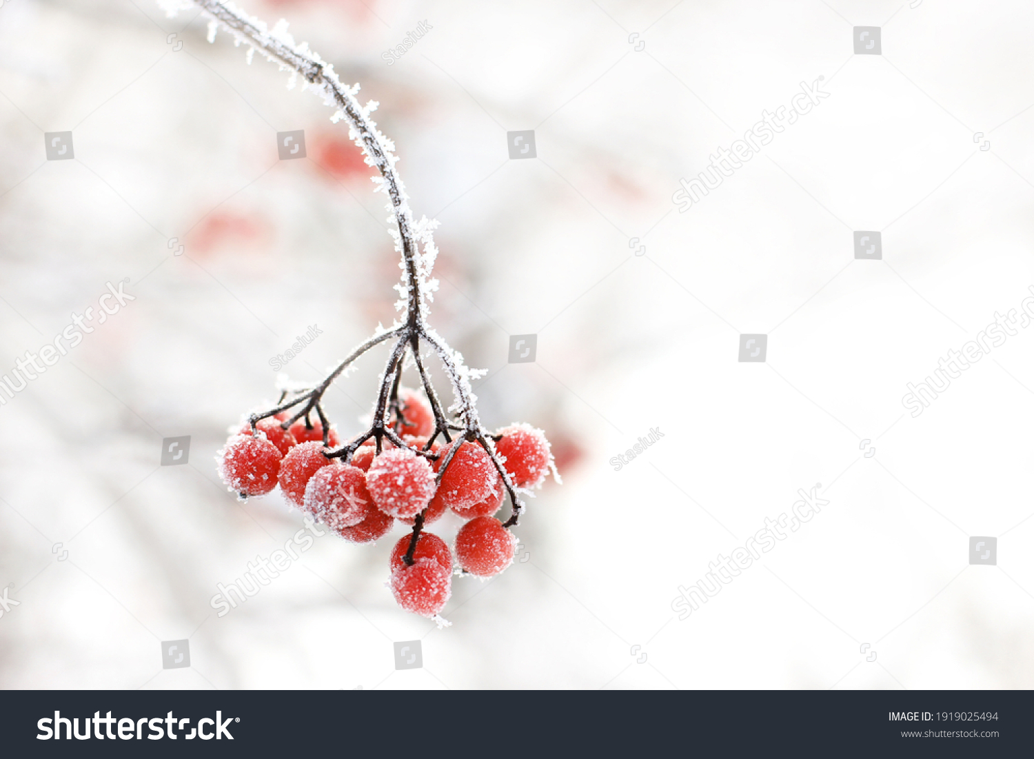 Winter frozen viburnum under the snow. Viburnum in the snow. Red berries. Wonderful winter. Hoarfrost