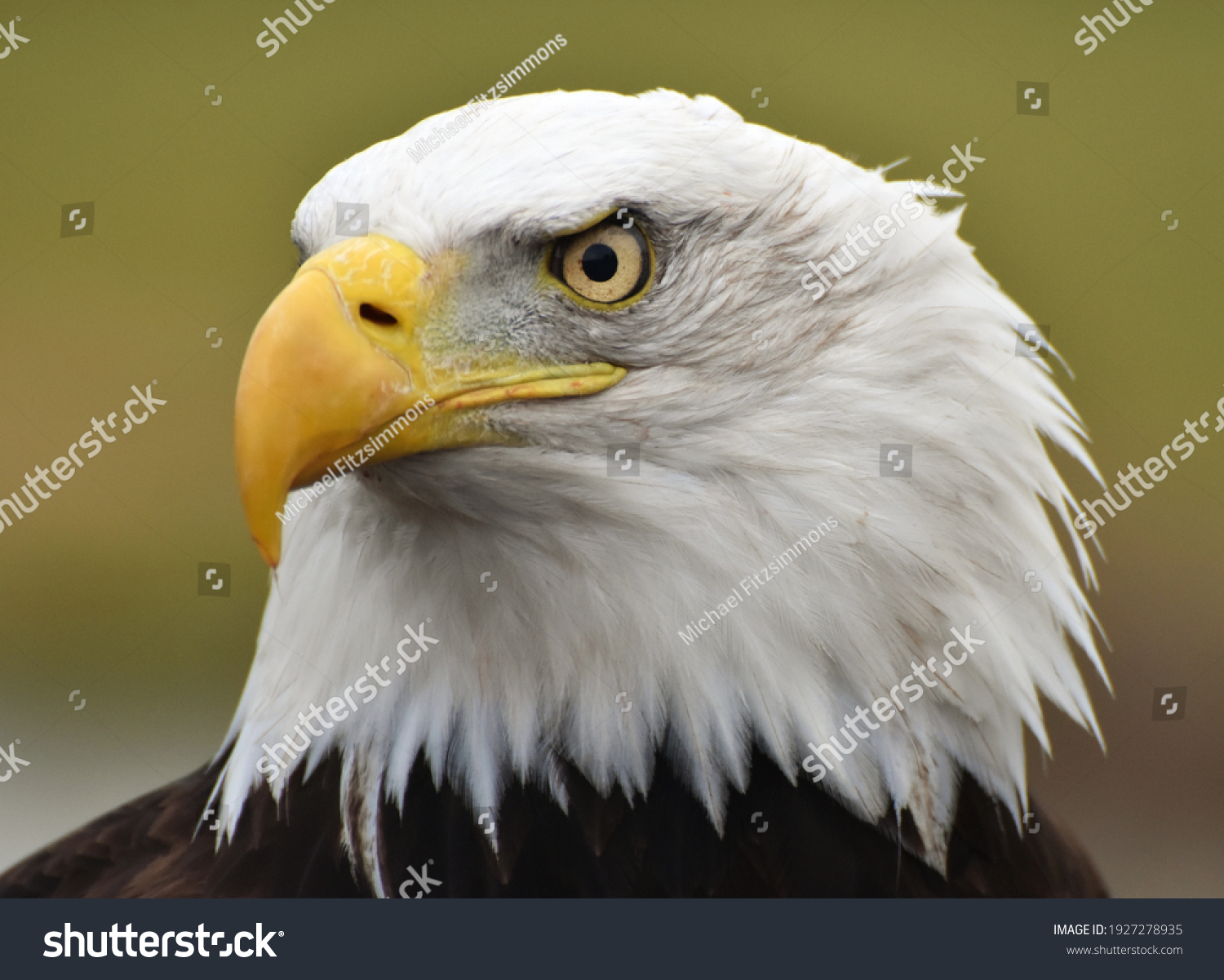 a bald eagle