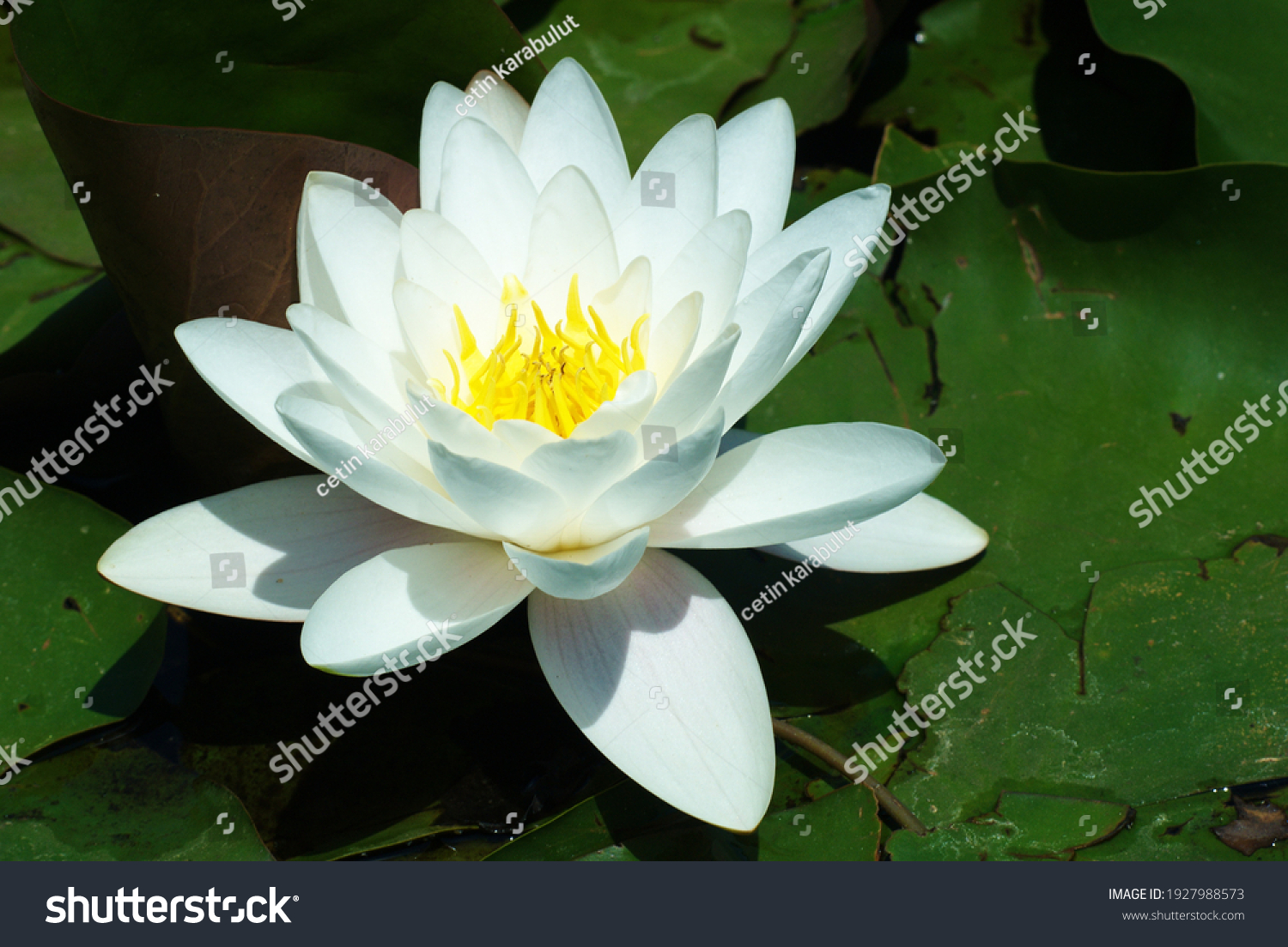 the lotus flower growing in the lake