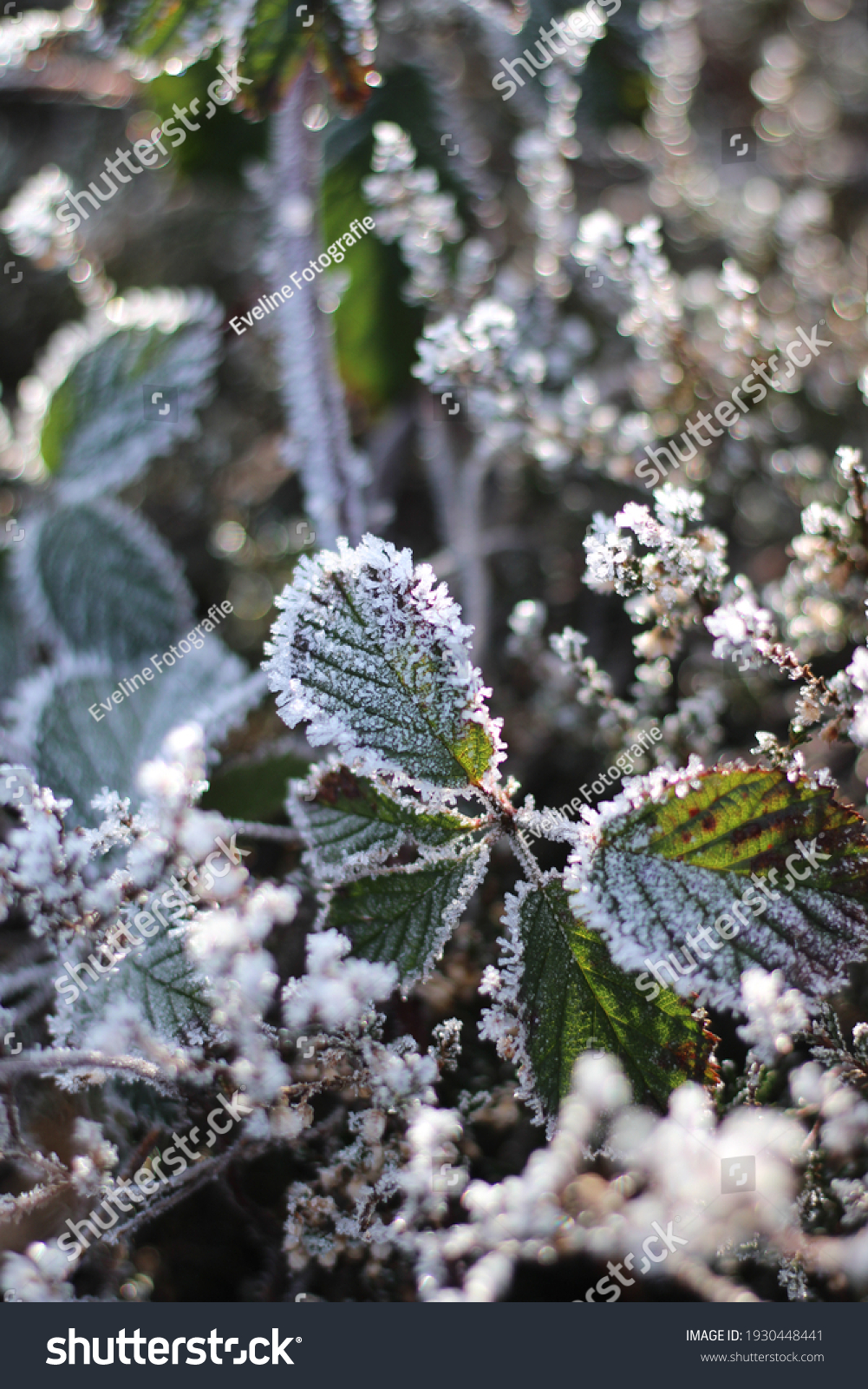 Heather and leaves with a frozen layer and a little bit snow