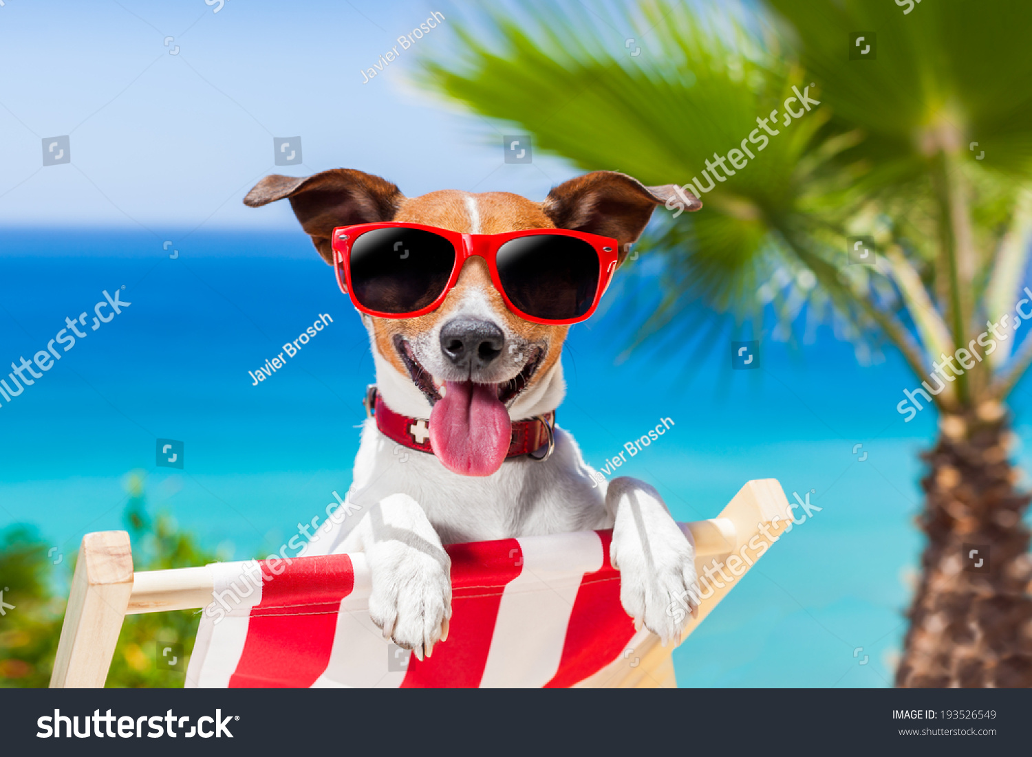 dog relaxing on a fancy deck chair