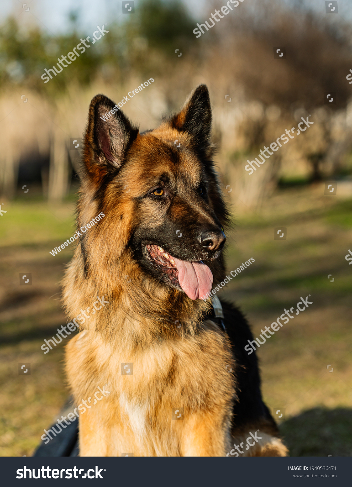 a cute  powerful german shepherd dog looking for something
