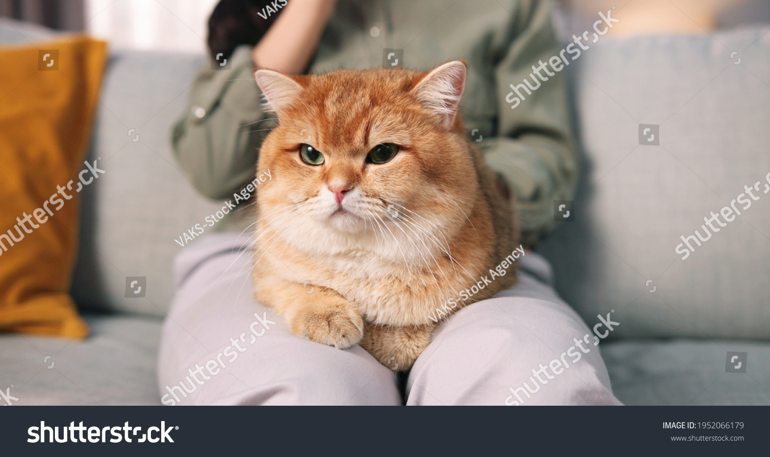 Close up of beautiful caring Asian woman sitting on sofa in cozy room and holding lovely fluffy cat in hands. Relaxed cute animal pet in owner's arms pet lover friend and family member