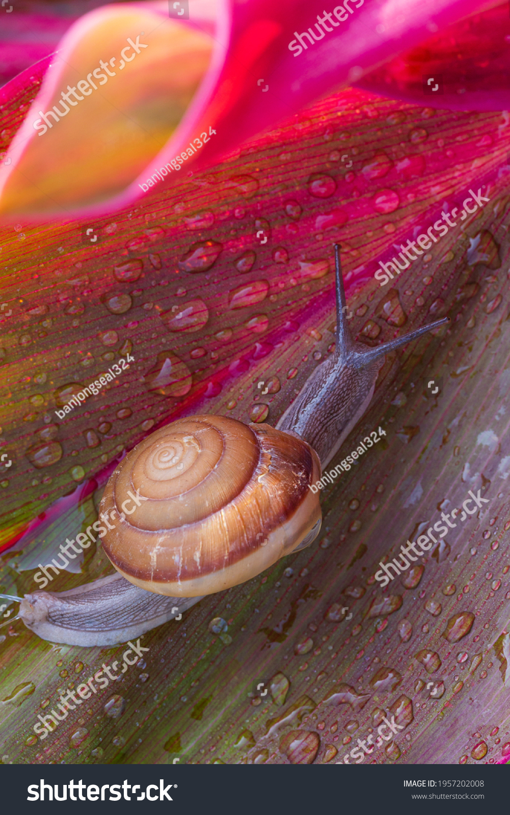 Small brown snail on green leaf Snail crawling on leaf Abstract drops of water on flower leaf Africa Thailand Animal Animal Shell Animal Wildlife