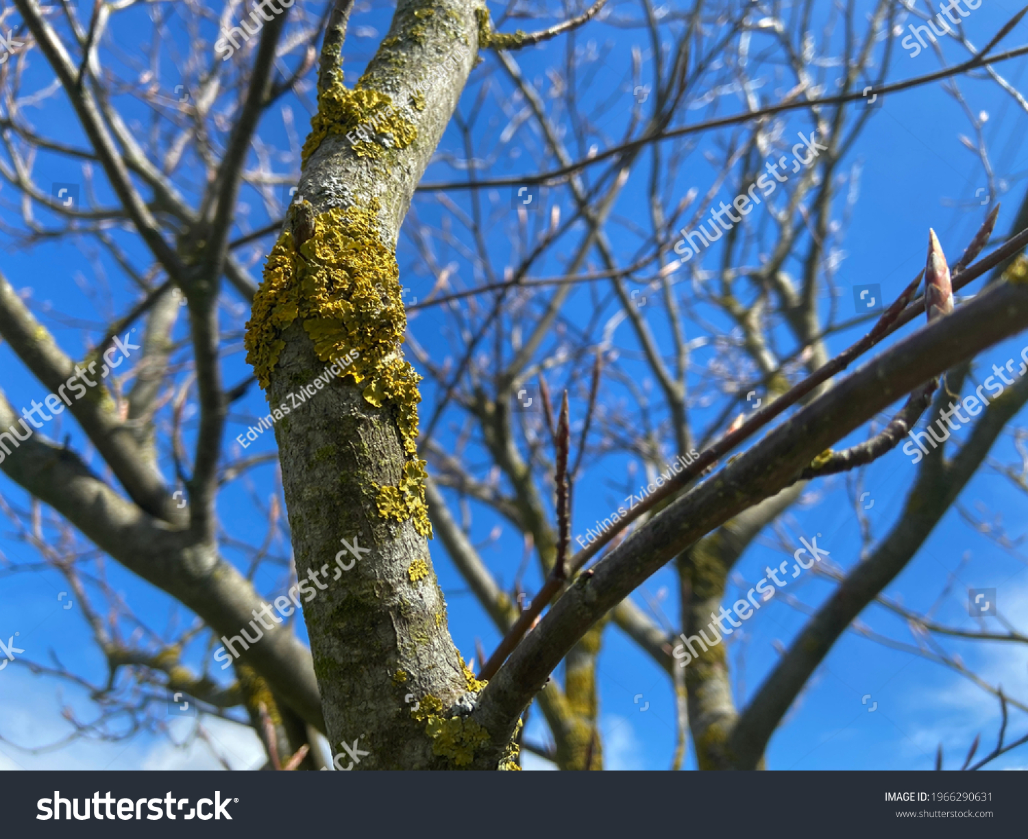 branchcache，branchcache可以删除吗