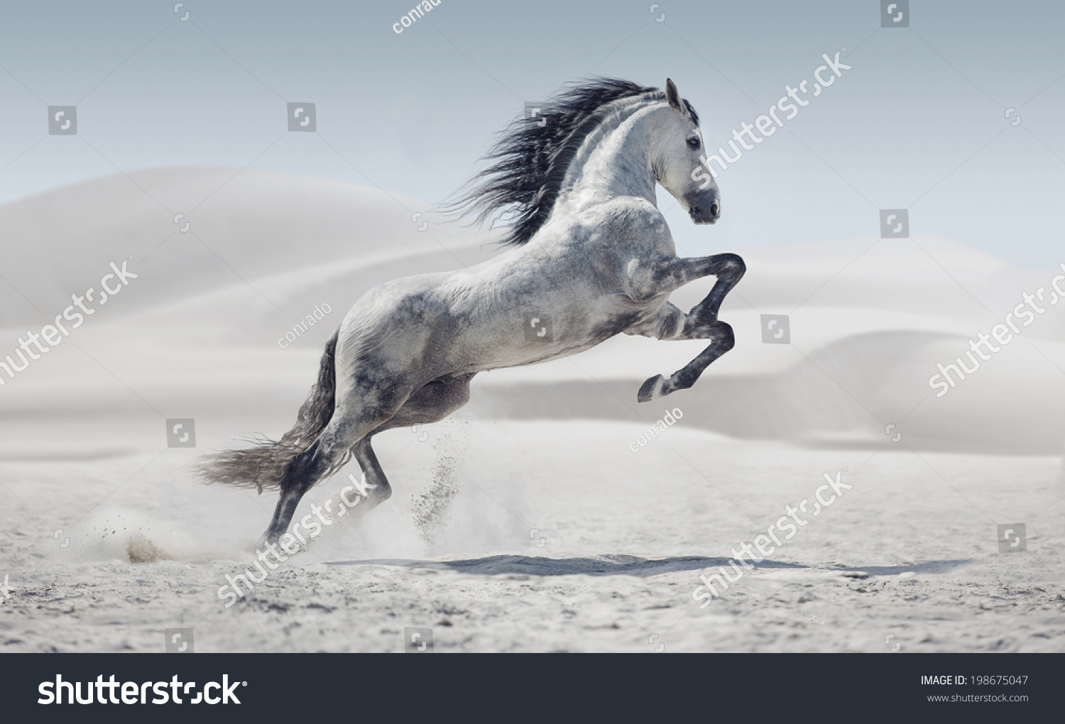 wild horse in dust