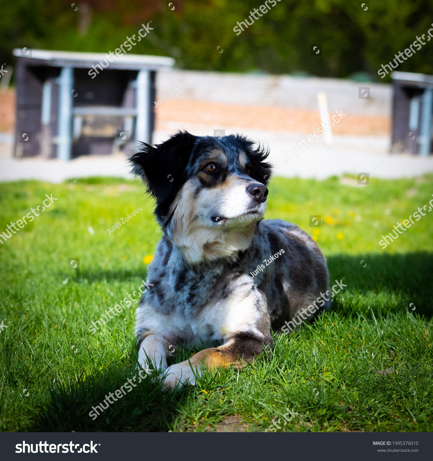 australian shepherd dog laying on grass