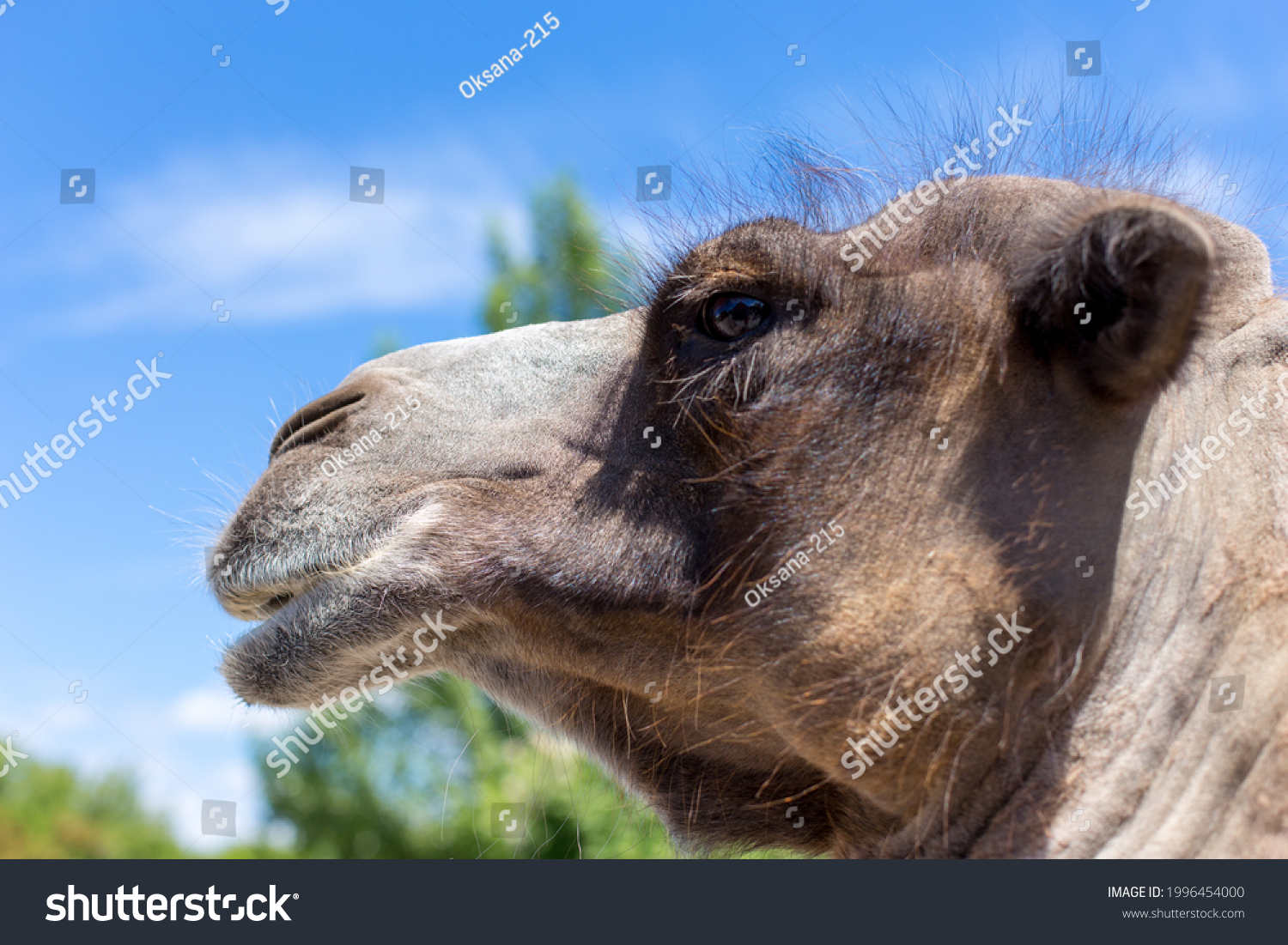 Close-up portrait of a bactrian camel against the background of the sky