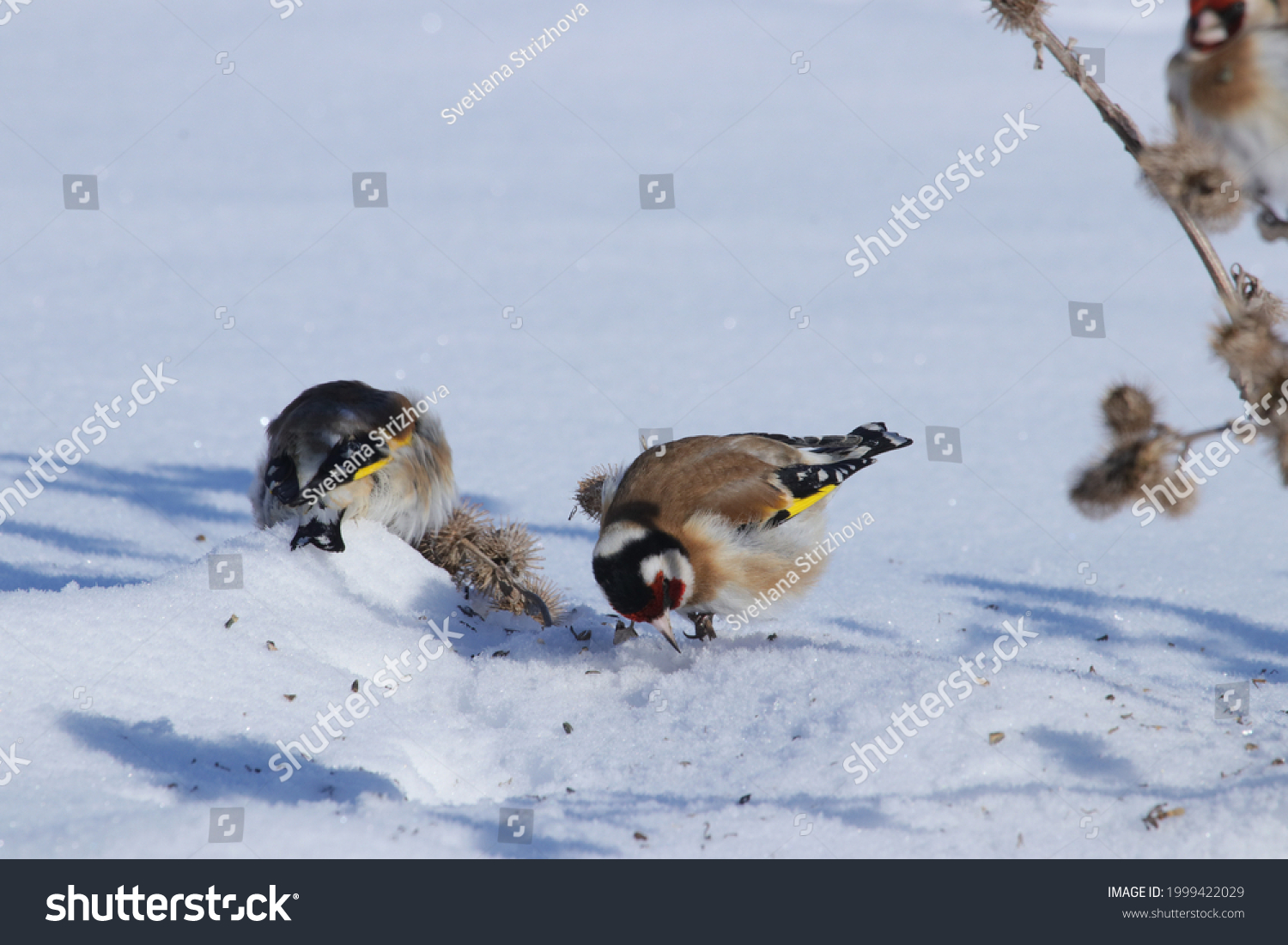 wild birds on a light background