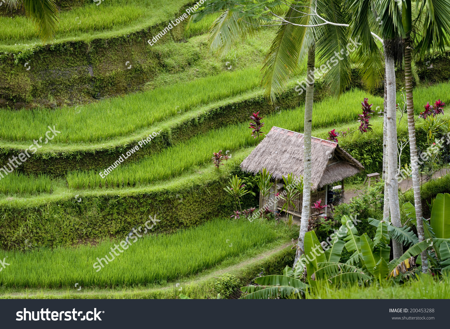 Bali Rice Terraces. The rice fields terrace are works of art. One of the nicest is the Tegallalang  which is about 15 minutes from the center of Ubud.  This method of irrigation is known as Subak.