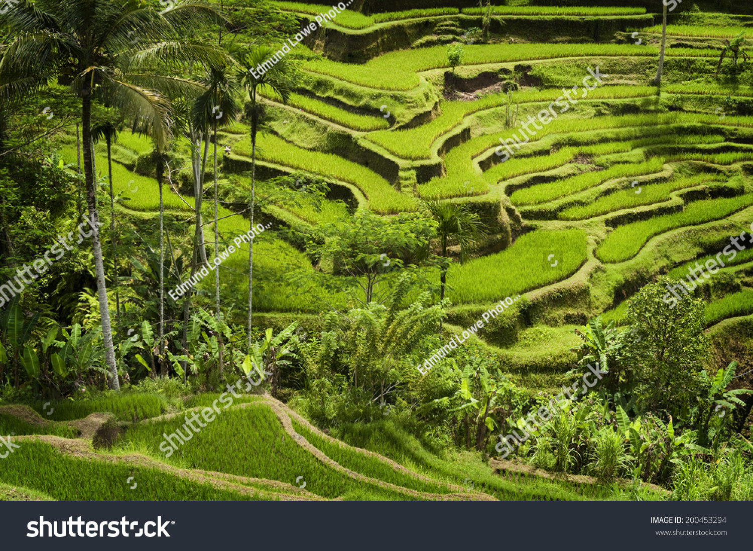 Bali Rice Terraces. The rice fields terrace are works of art. One of the nicest is the Tegallalang  which is about 15 minutes from the center of Ubud.  This method of irrigation is known as Subak.