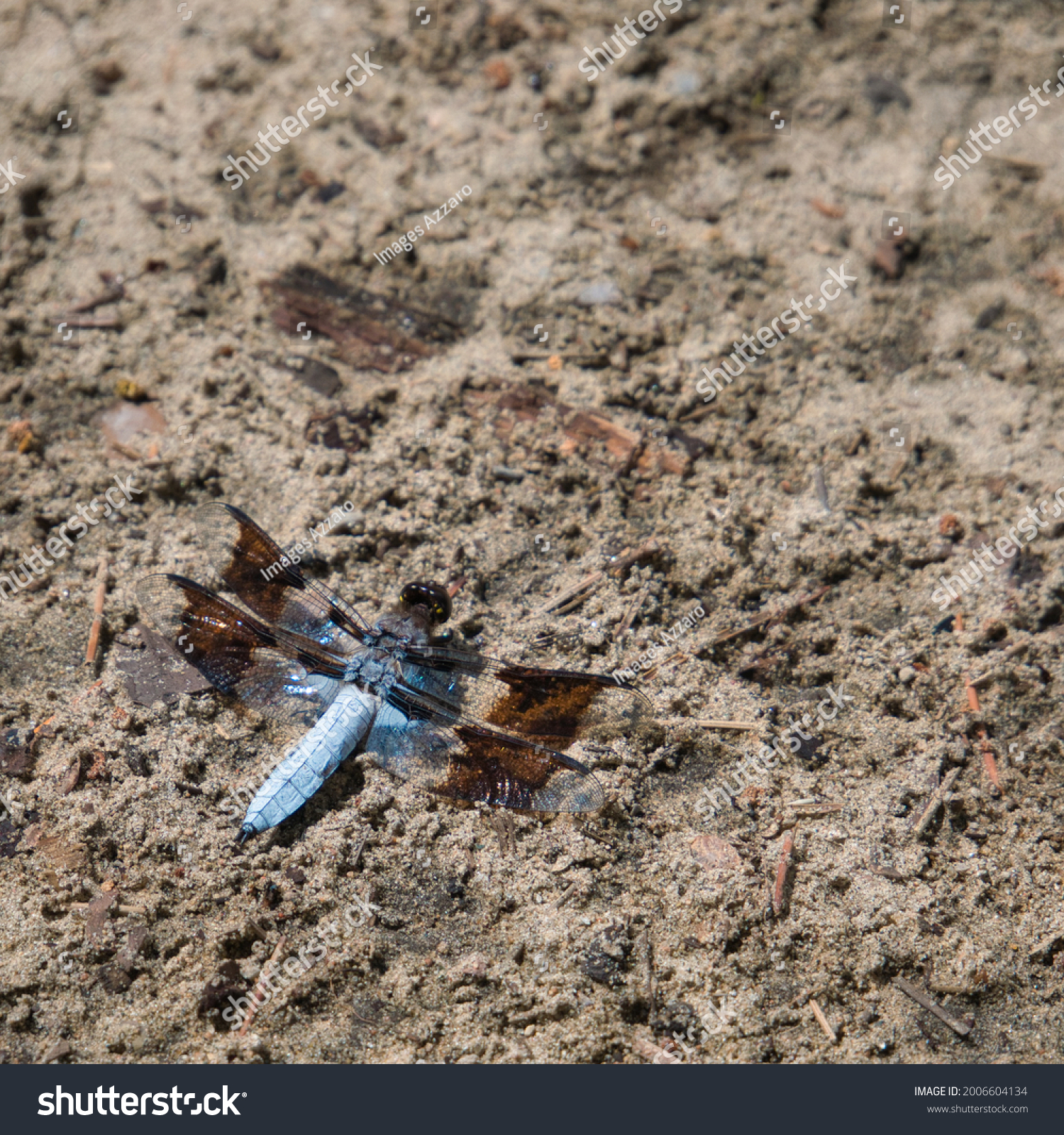 blue and brown skimmer dragonfly