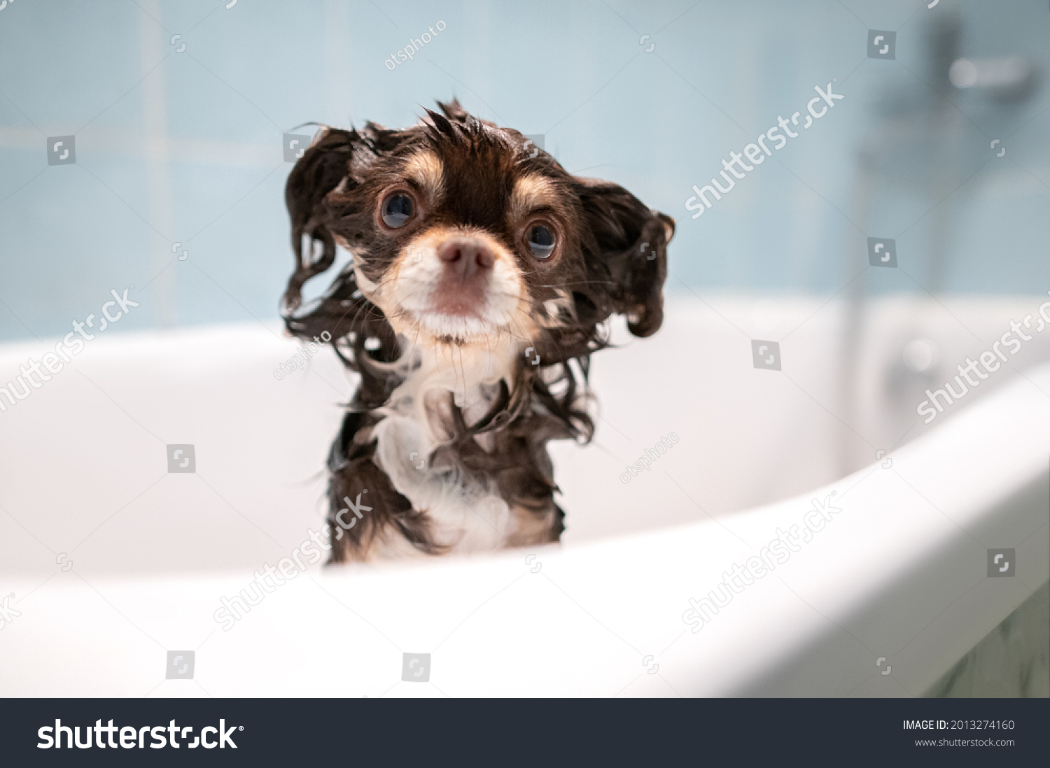wet chihuahua dog posing in a bath tub