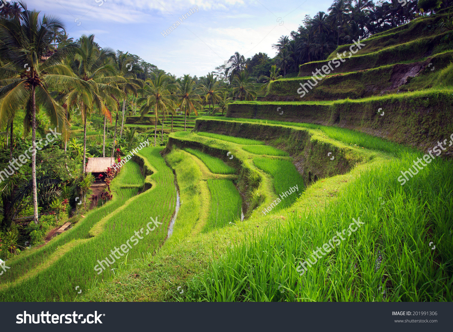 Terrace rice fields in Tegallalang  Ubud on Bali  Indonesia.