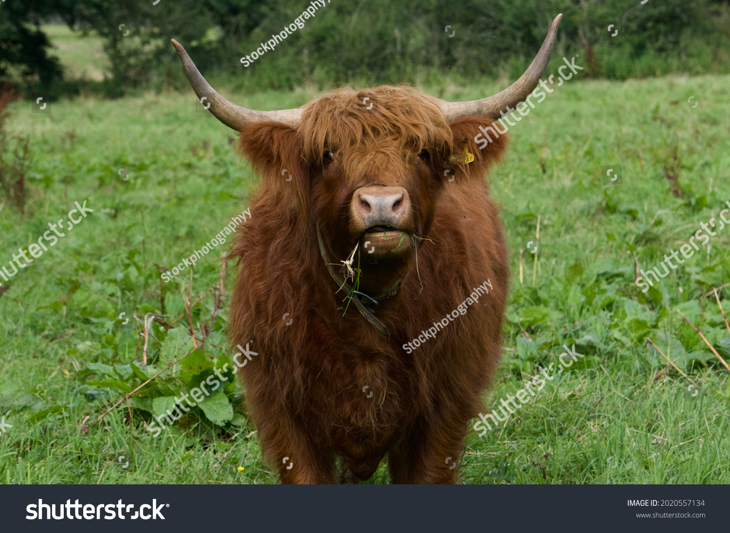 Brown and fury highland cattle