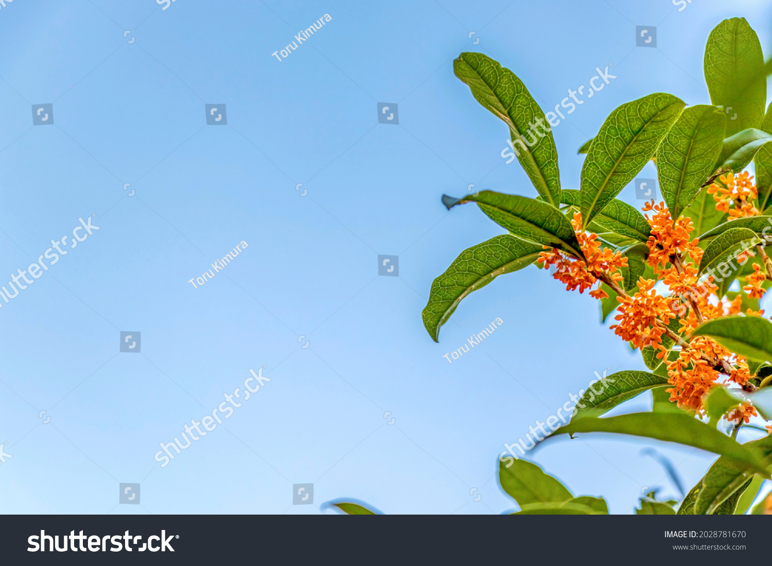Osmanthus fragrans with orange blossoms